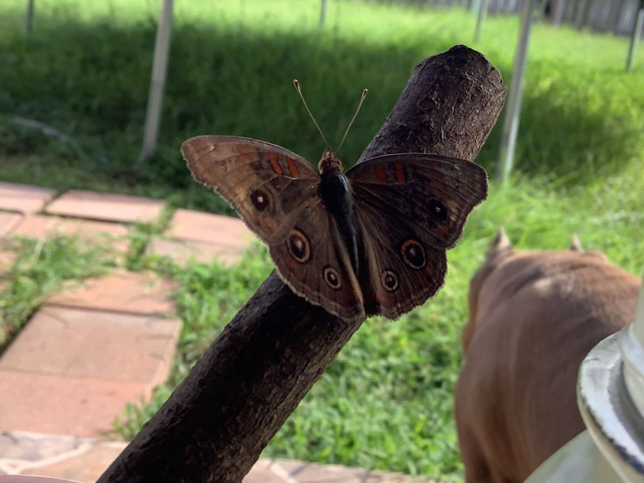 Sivun Junonia stemosa kuva