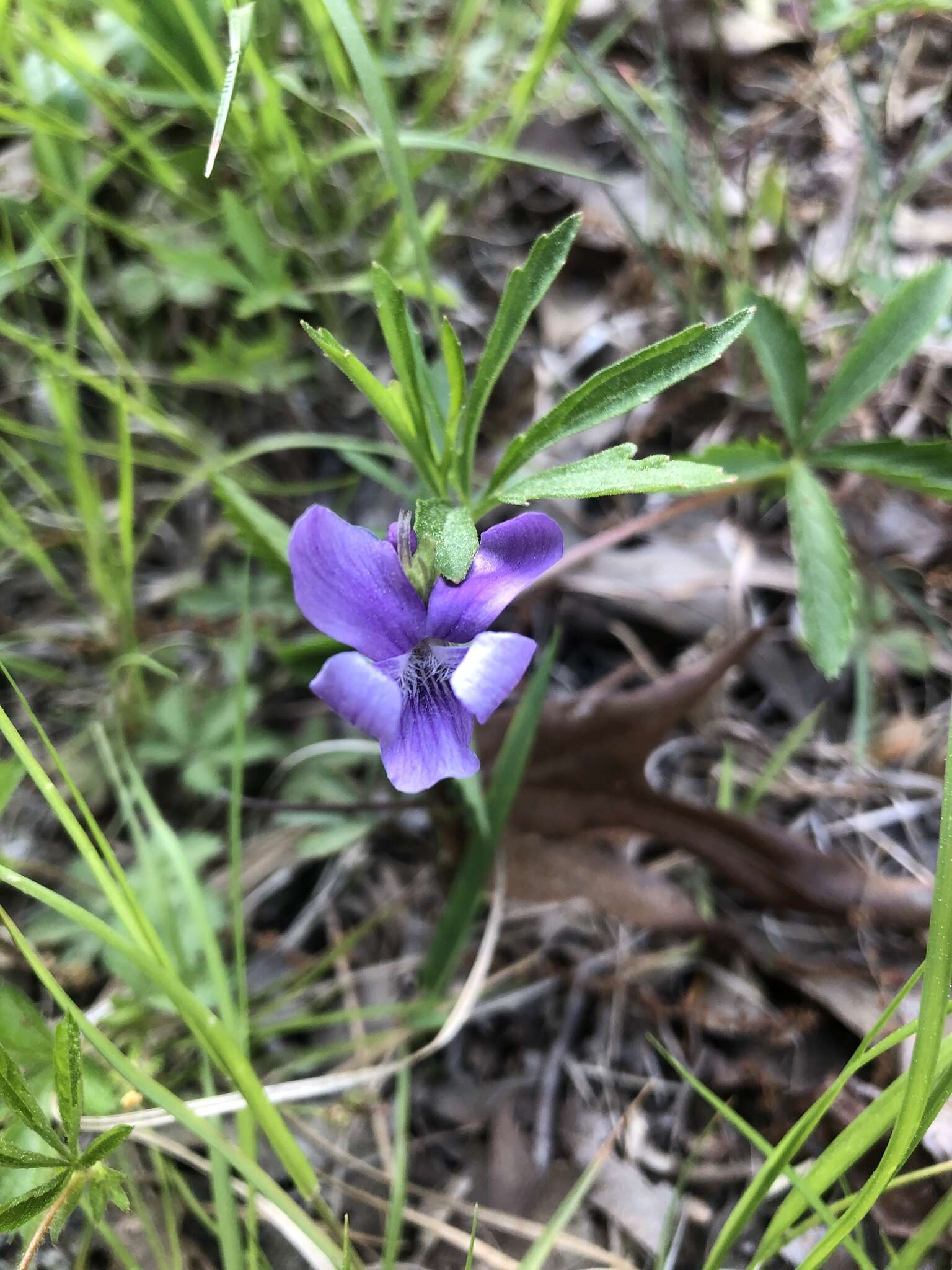 Image of Northern Coastal Violet