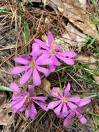 Image of Pinewoods Rose-Gentian