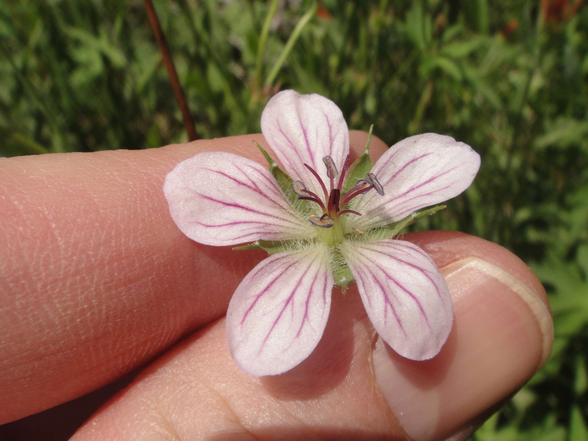 Image of California cranesbill