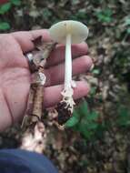 Image of Amanita albocreata (G. F. Atk.) E.-J. Gilbert 1941