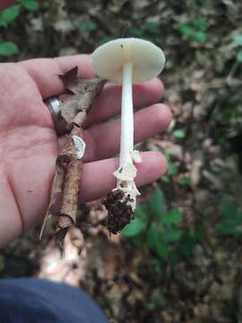 Image of Amanita albocreata (G. F. Atk.) E.-J. Gilbert 1941