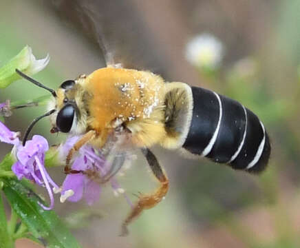 Image of Caupolicana electa (Cresson 1878)