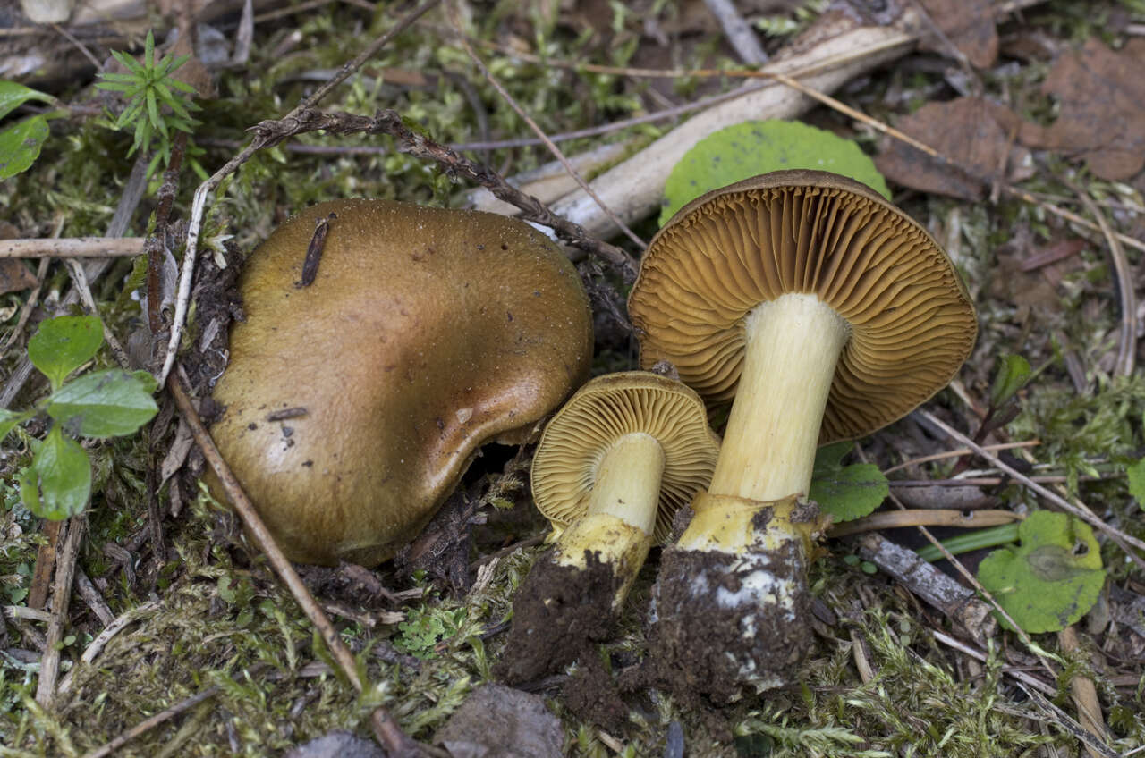 Image of Cortinarius parkeri Ammirati, M. T. Seidl & O. Ceska 2012