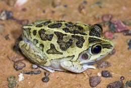 Image of Long-footed Frog