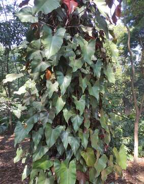 Image of Philodendron