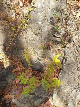 Image of Hypericum ascyron subsp. pyramidatum (Dryand. ex Ait.) N. Robson