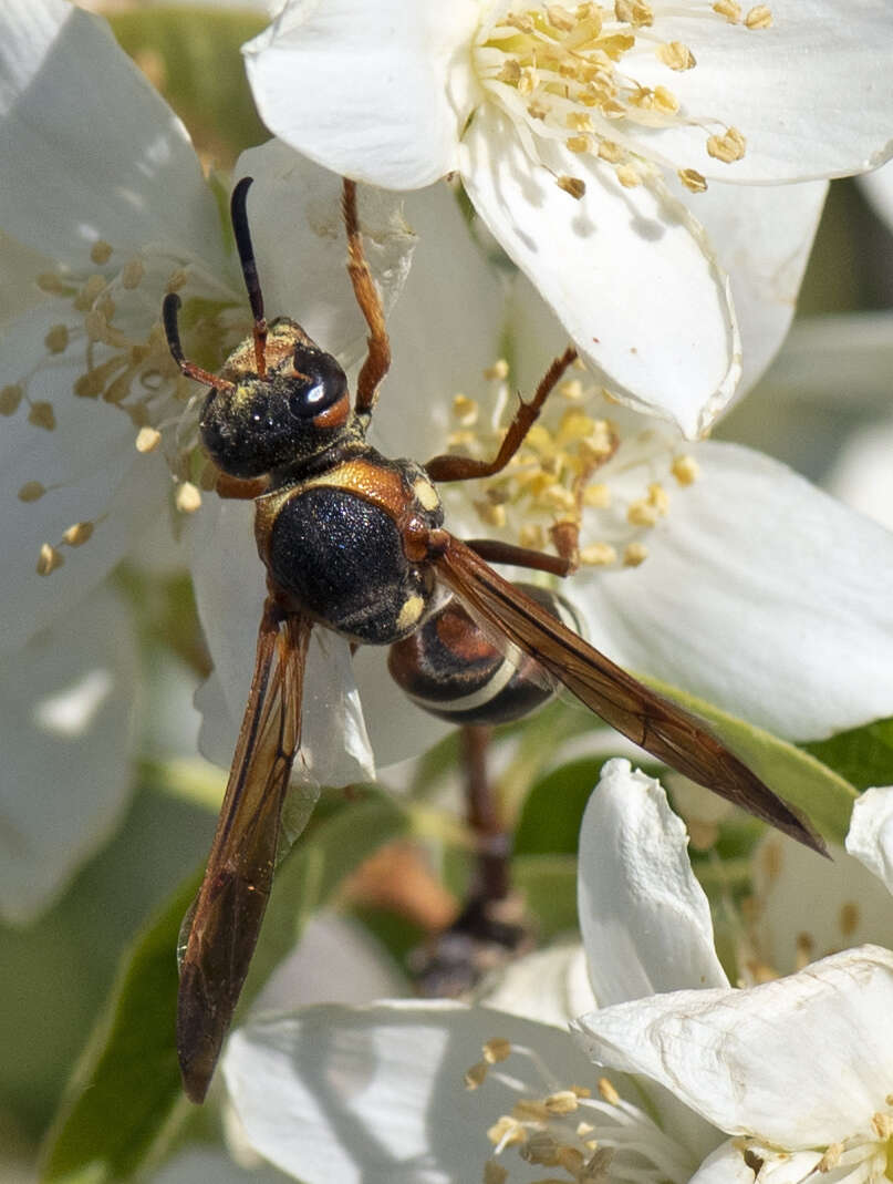 Sivun Pterocheilus quinquefasciatus Say 1824 kuva