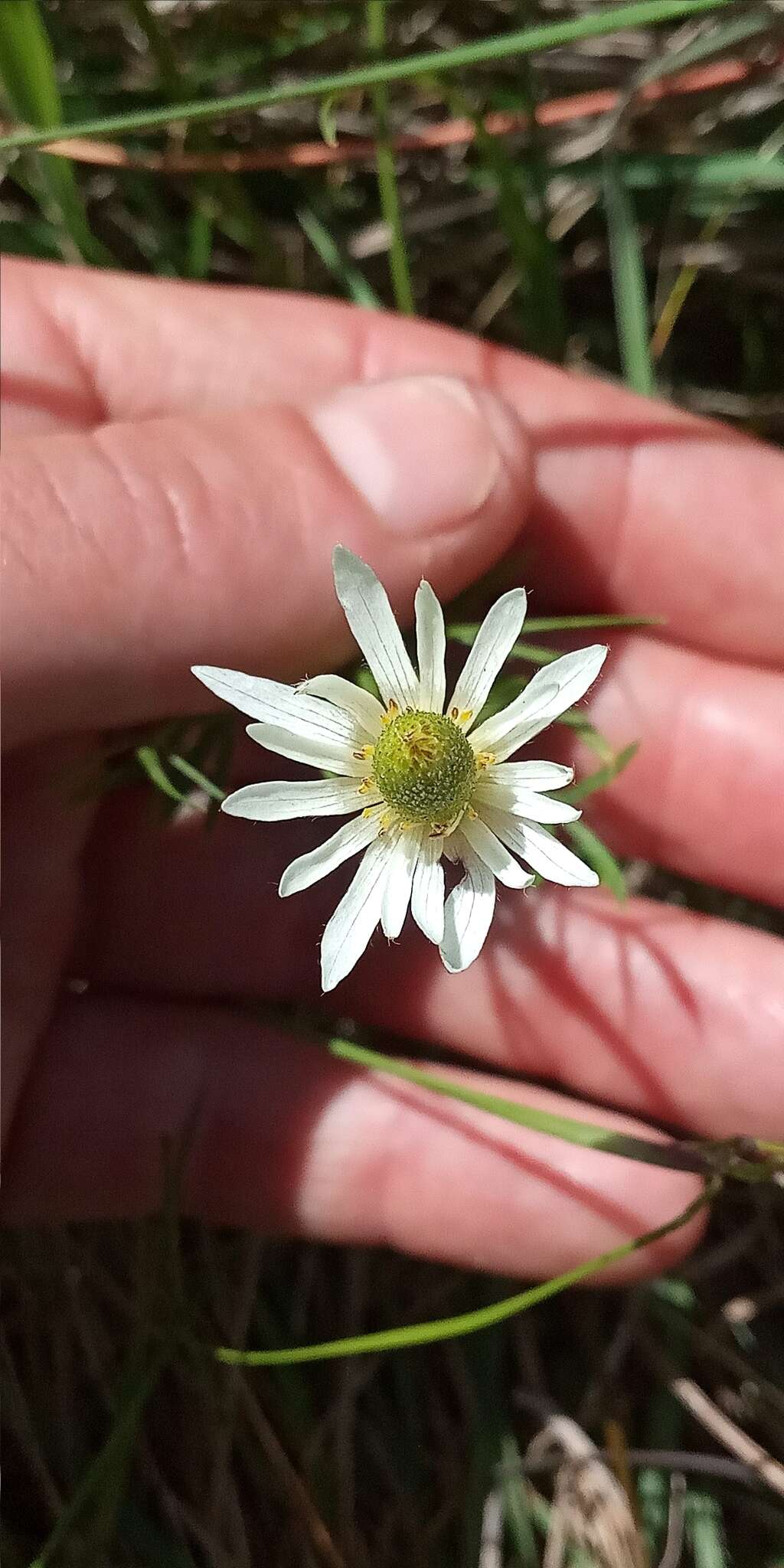 Imagem de Anemone decapetala Ard.