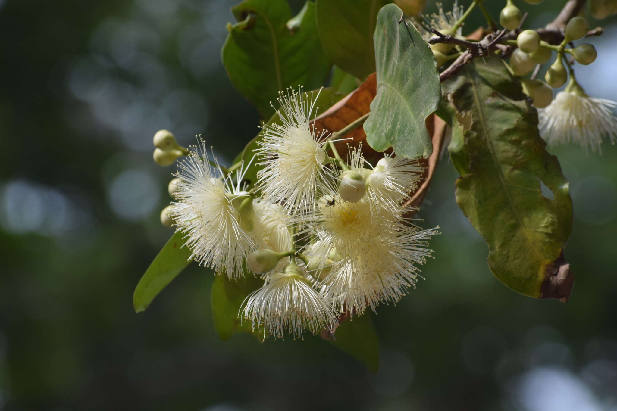 Image of watery roseapple