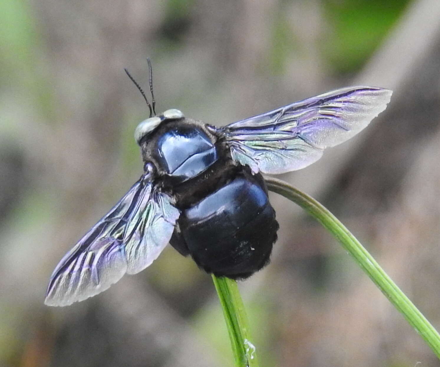 Plancia ëd Xylocopa perforator Smith 1861