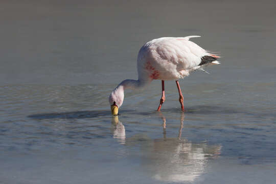 Image of James's Flamingo