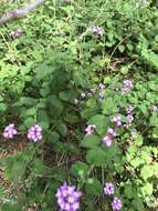 Image of trailing shrubverbena