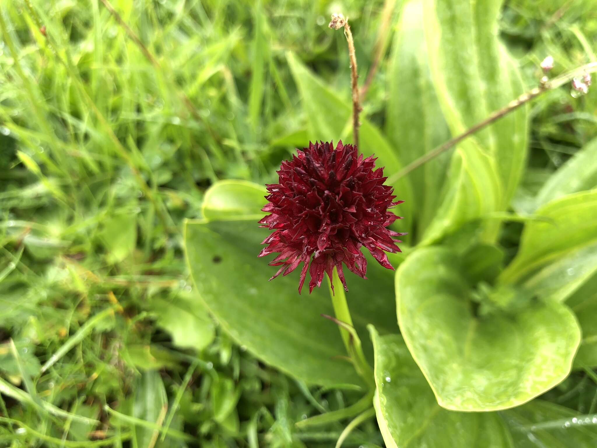 Gymnadenia rhellicani (Teppner & E. Klein) Teppner & E. Klein的圖片