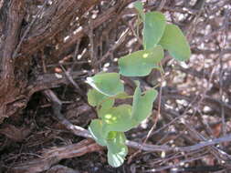 Dioscorea hemicrypta Burkill resmi