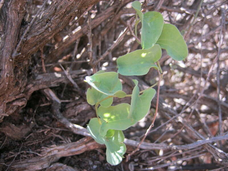 Image of Dioscorea hemicrypta Burkill