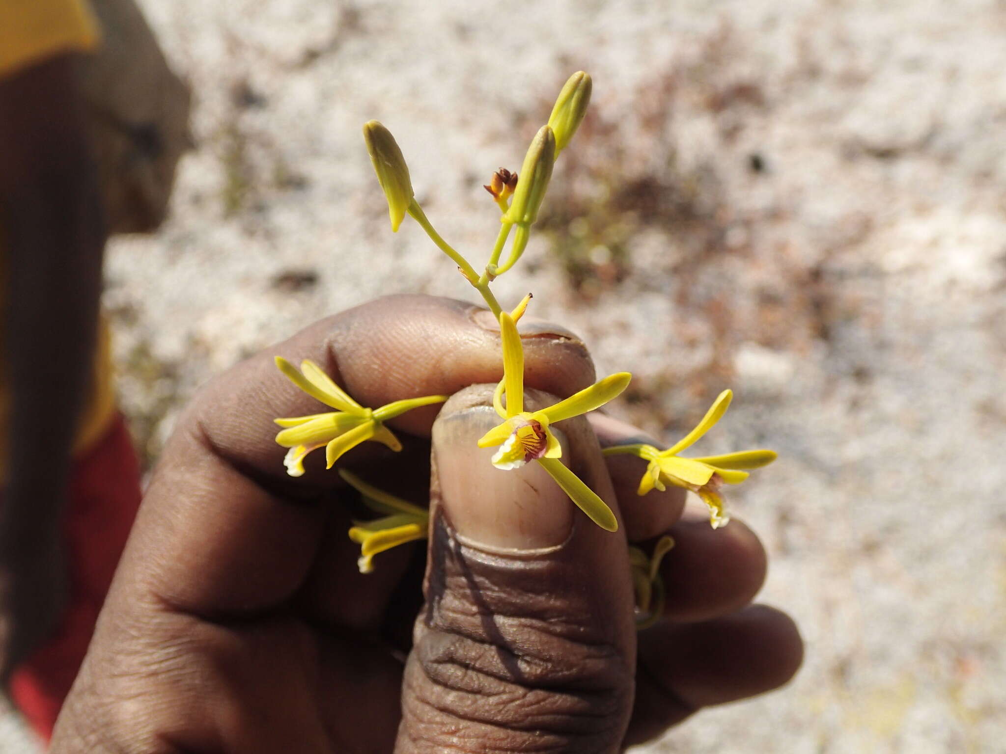 Eulophia ibityensis Schltr.的圖片