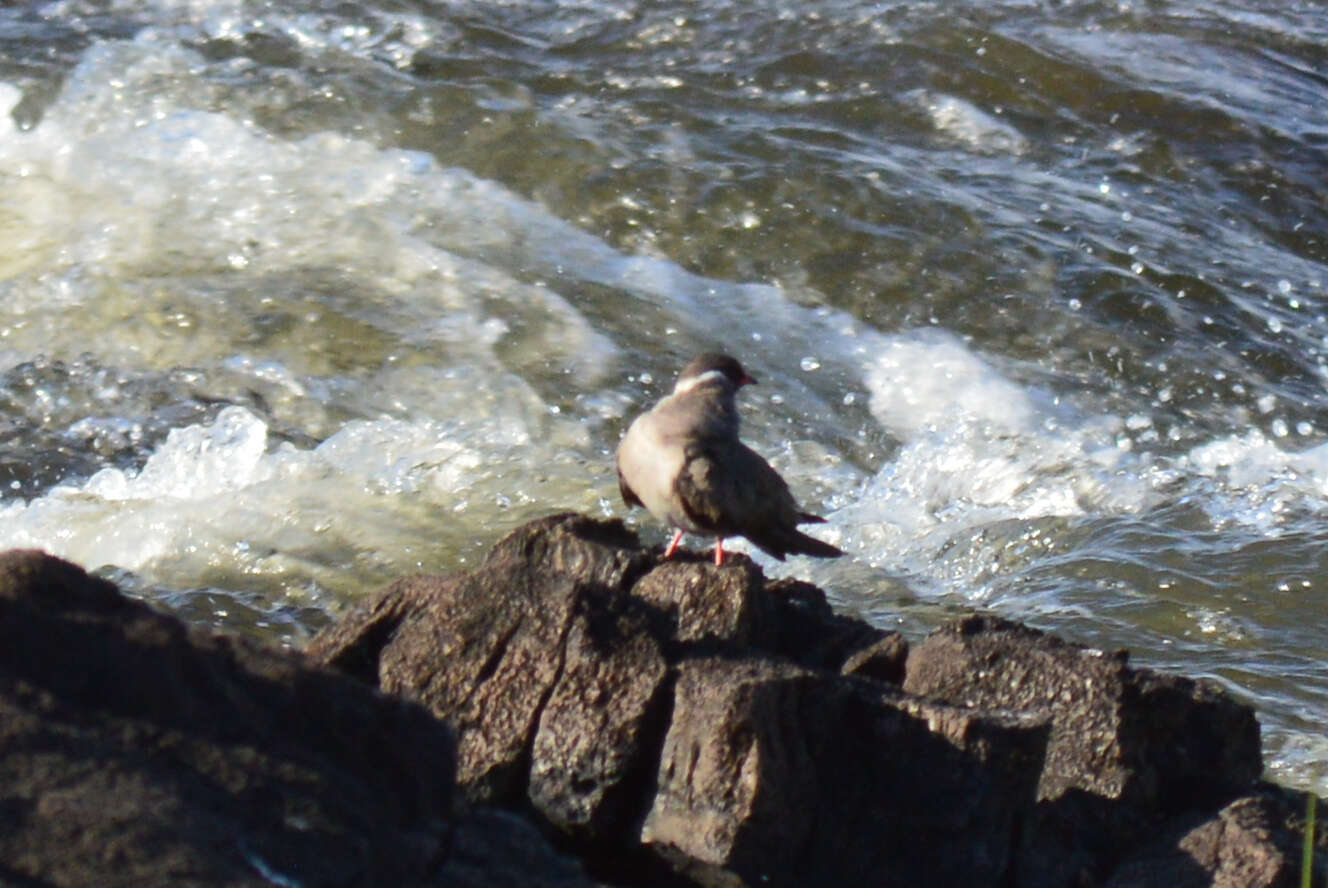 Image of Rock Pratincole