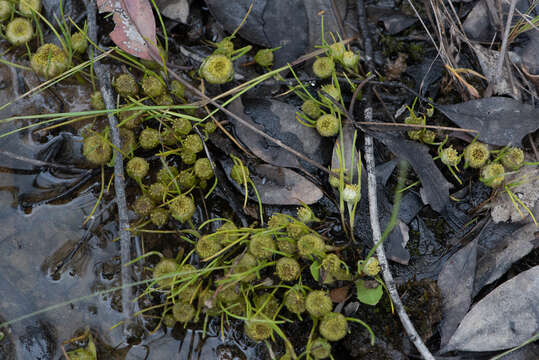 Image of Myriocephalus rhizocephalus (DC.) Benth.