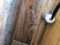 Image of Spotted house gecko