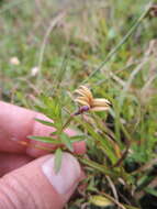 Sivun Monopsis stellarioides subsp. schimperana (Urb.) Thulin kuva