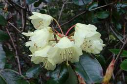 Imagem de Rhododendron campylocarpum Hook. fil.