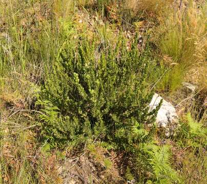 Image of Otholobium obliquum (E. Mey.) C. H. Stirt.