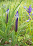 Image of Iris sintenisii Janka