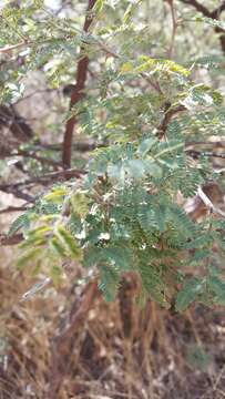 Plancia ëd Mimosa aculeaticarpa Ortega