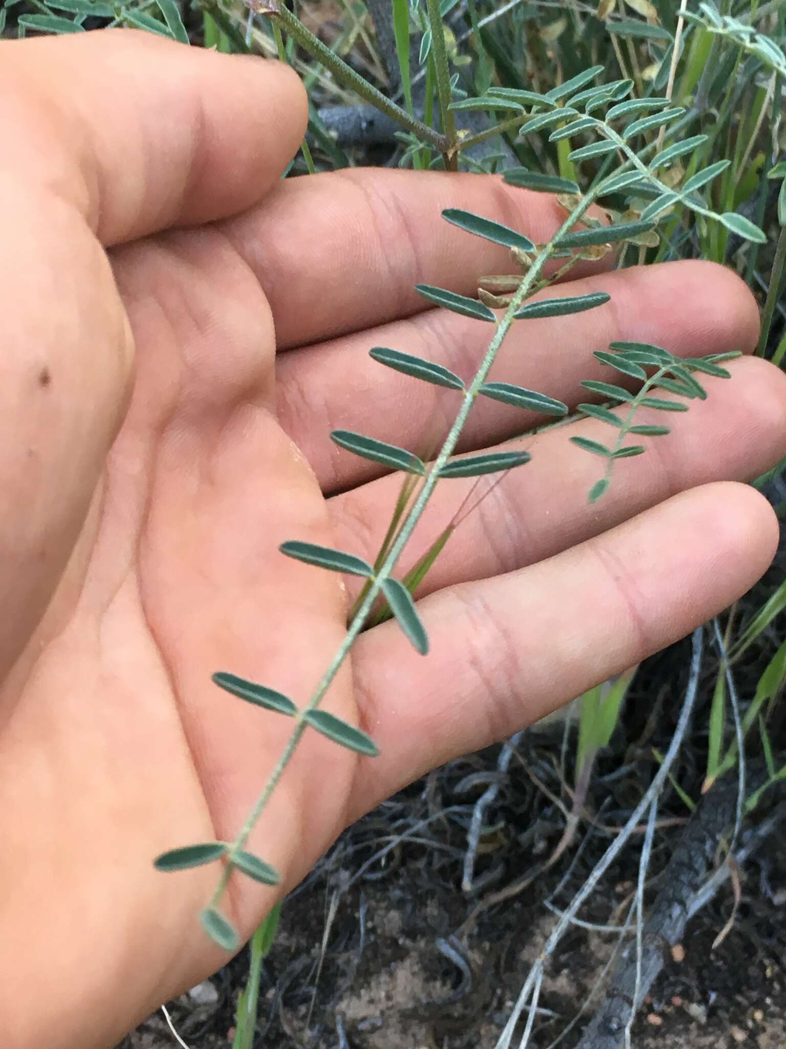 Image of Spring Mountain milkvetch