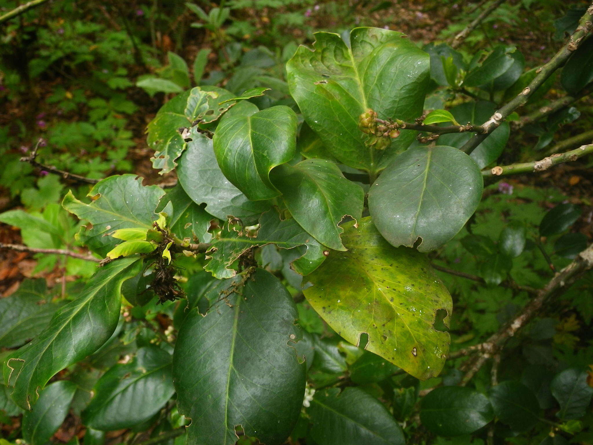 Image of Small-leaved holly
