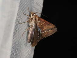 صورة Lophoptera abbreviata Walker 1865