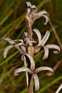 Oenothera heterophylla subsp. orientalis W. Dietrich, P. H. Raven & W. L. Wagner的圖片