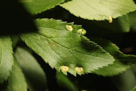 Imagem de <i>Eriophyes similis</i> (Nalepa 1890)