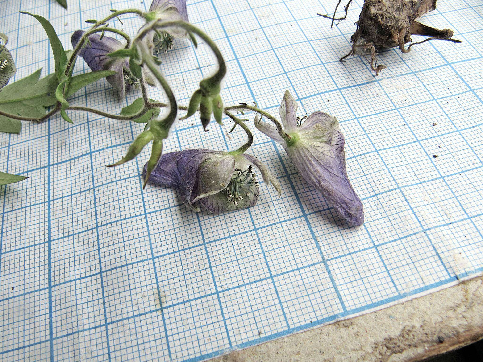 Image of Aconitum stoloniferum Vorosh.