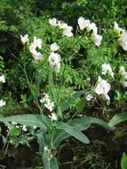 Image of Siberian horseradish