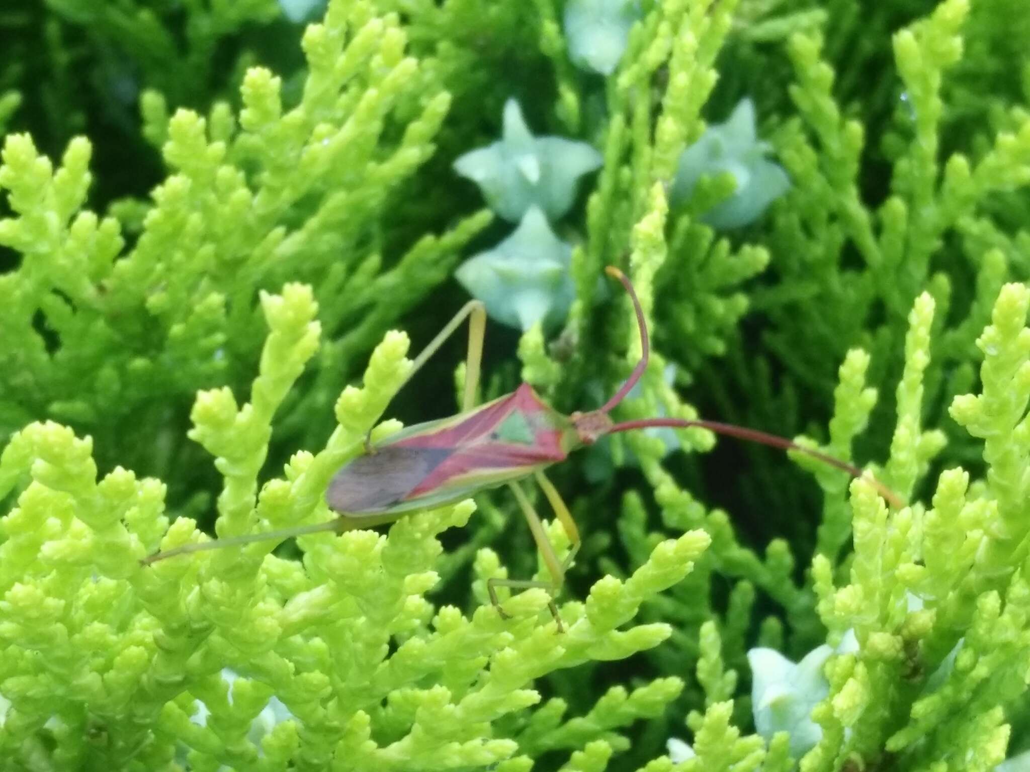 Image of Gonocerus longicornis Hsiao 1964