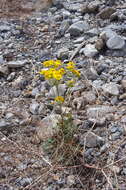 Image of lobeleaf groundsel