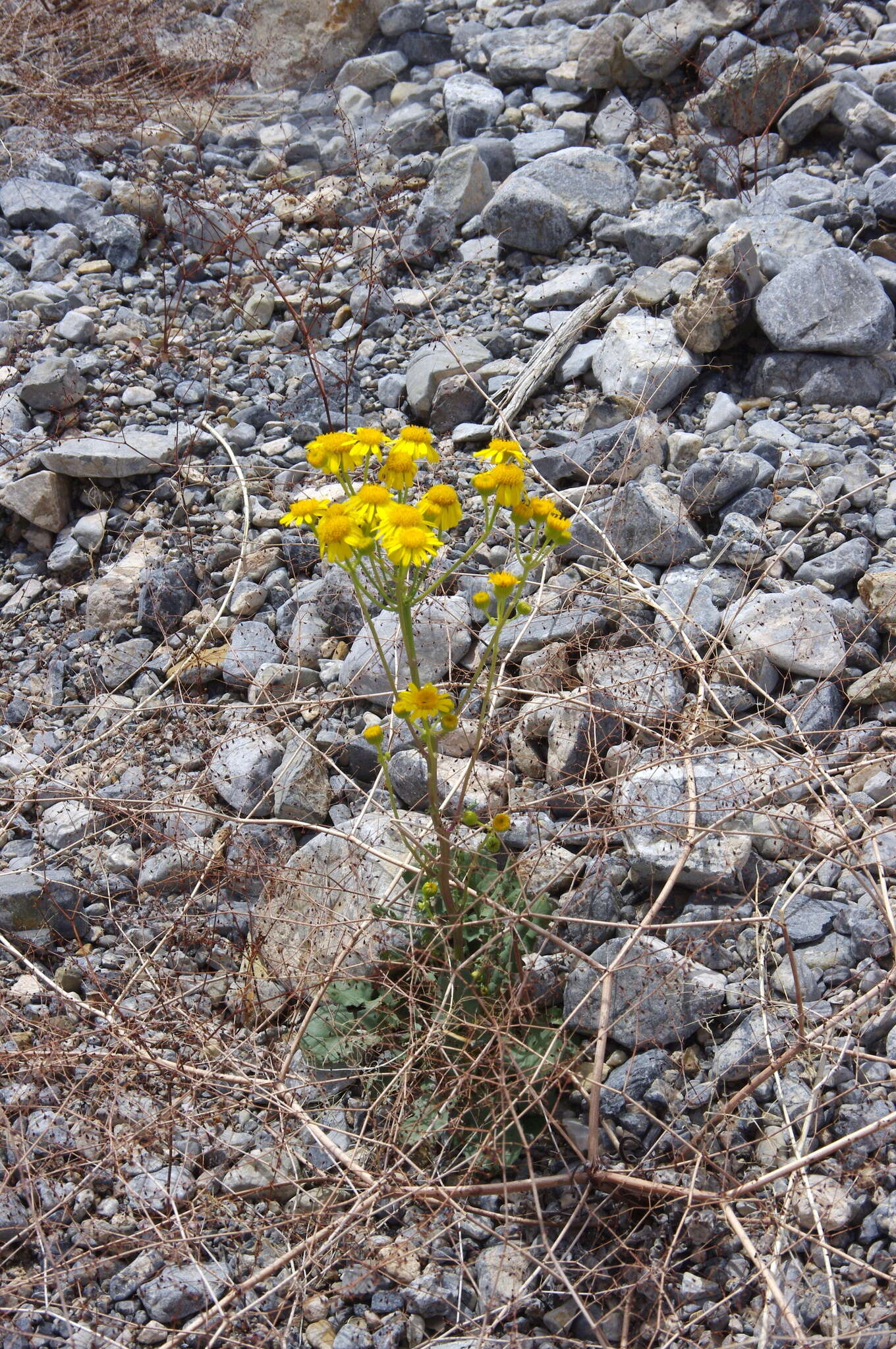 Image of lobeleaf groundsel