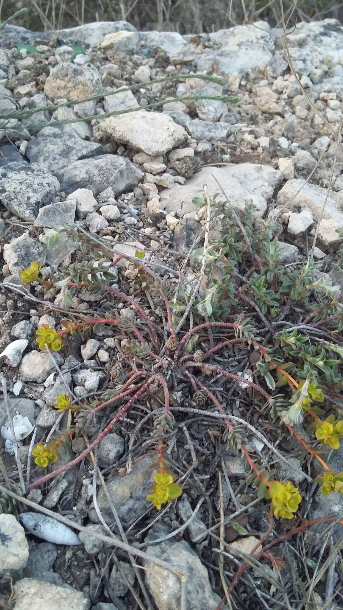 Euphorbia petrophila C. A. Mey. resmi