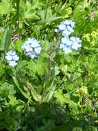 Image of Alpine forget-me-not