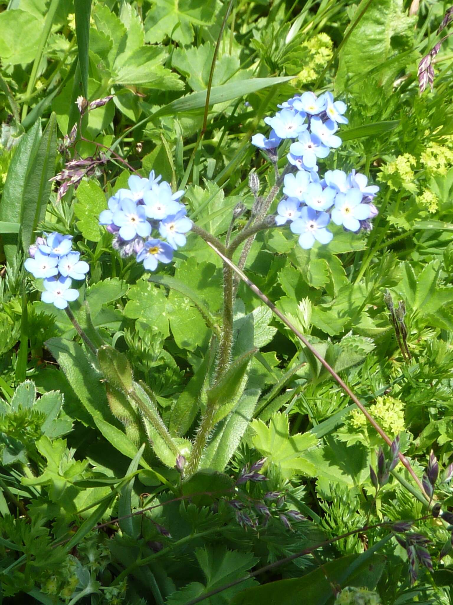 Image of Alpine forget-me-not