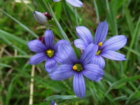 Image of blue-eyed grass