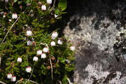 Imagem de Harrimanella hypnoides (L.) Coville