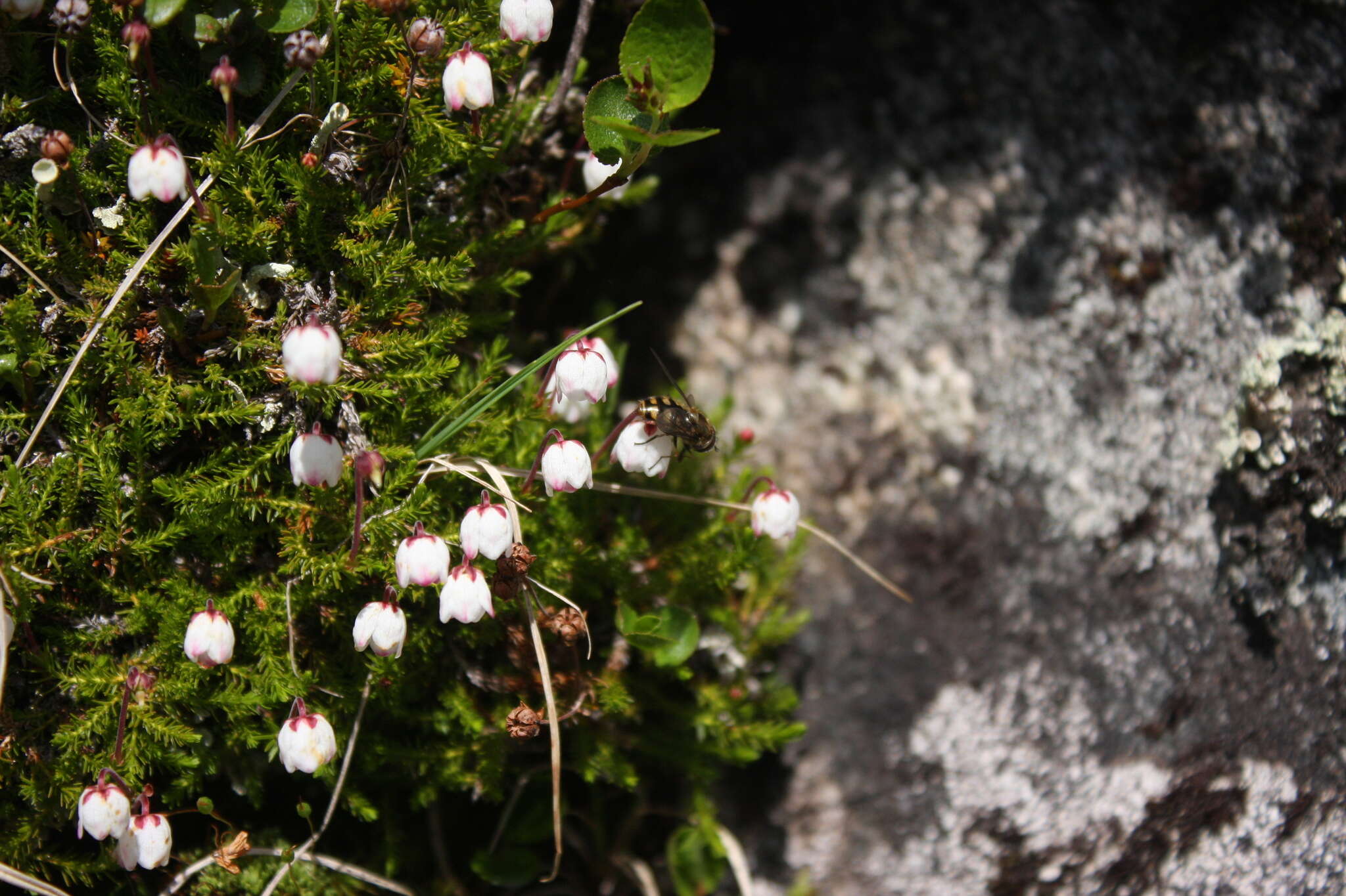 Imagem de Harrimanella hypnoides (L.) Coville