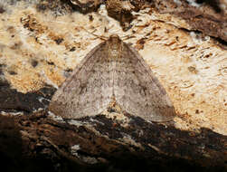 Image of winter moth