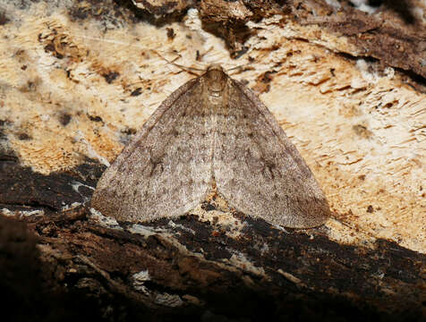 Image of winter moth