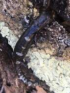 Image of Tamaulipan False Brook Salamander