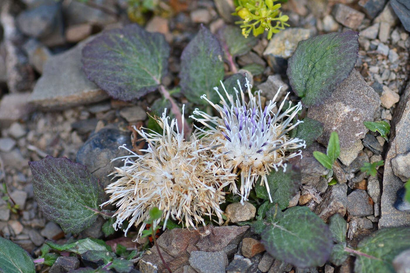 Image of Jurinea moschus (Habl.) Bobrov