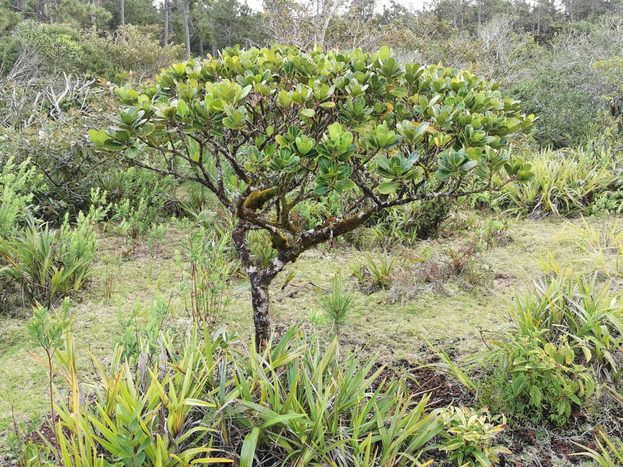 Image de Stillingia lineata (Lam.) Müll. Arg.